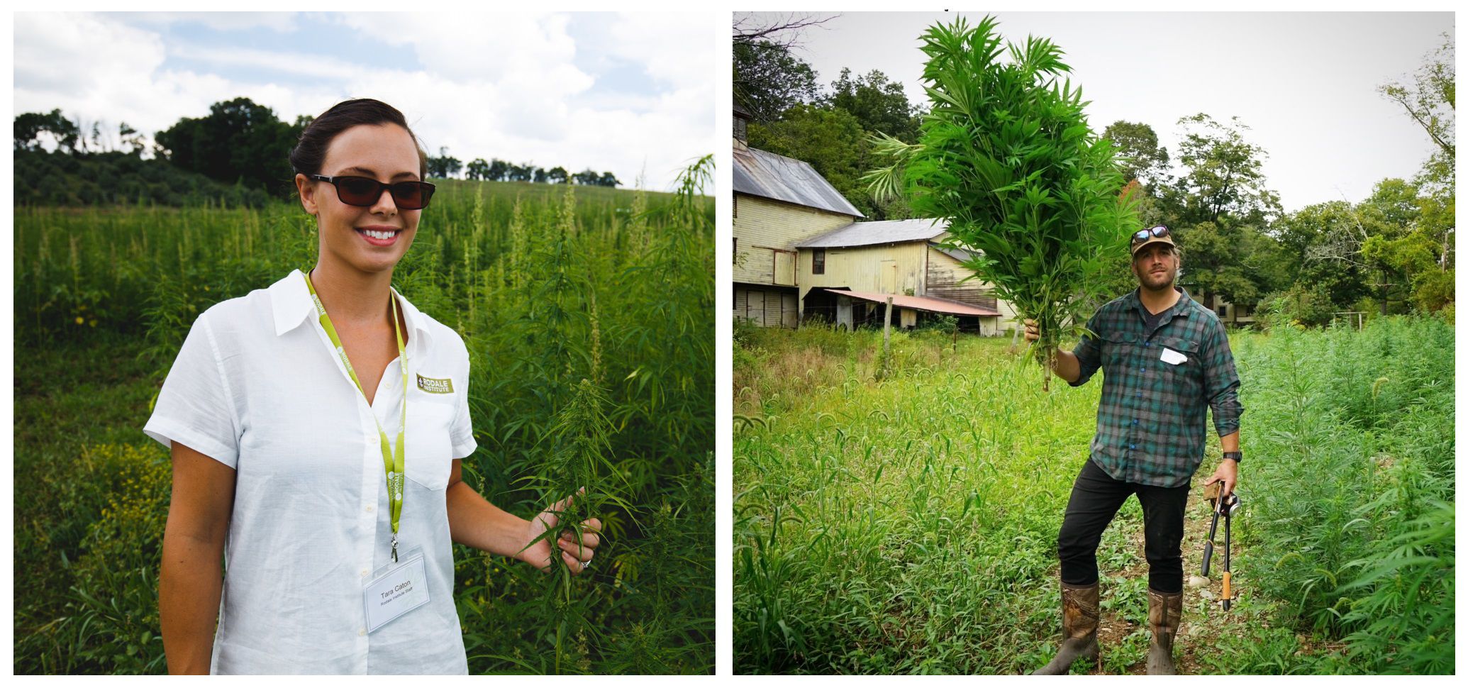 Organic Hemp Research & The Wild American